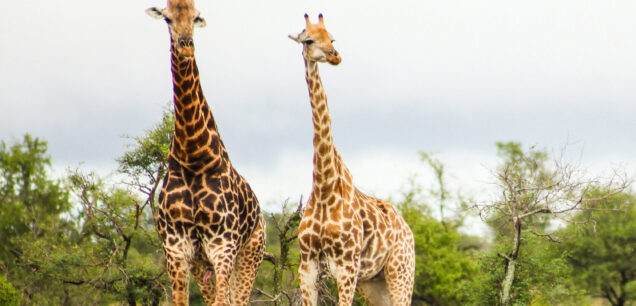 Africa