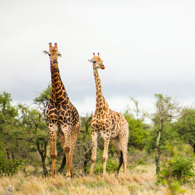 Africa