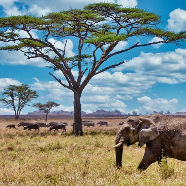 Tanzania