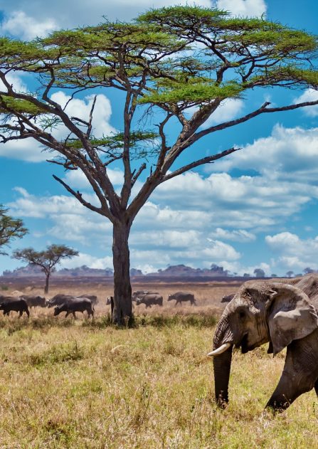 A closeup shot of a cute elephant walking on the dry grass in the wilderness